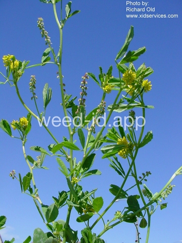 sweetclover, Indian